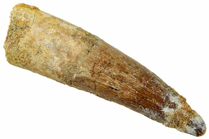 Fossil Spinosaurus Tooth - Real Dinosaur Tooth #329526